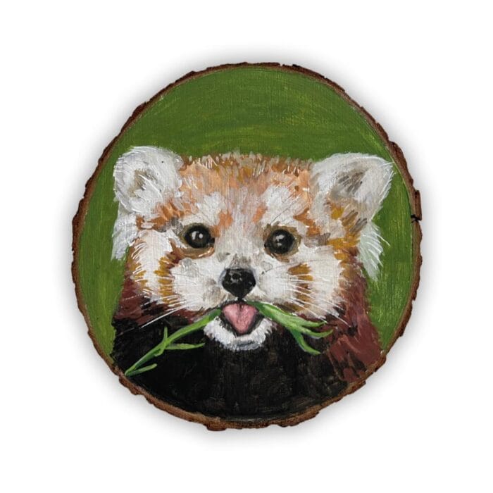 Portret Rode Panda