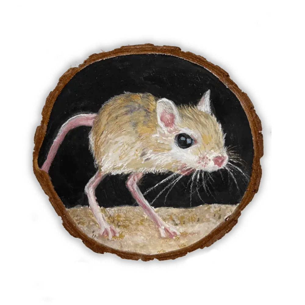 Jerboa Muis